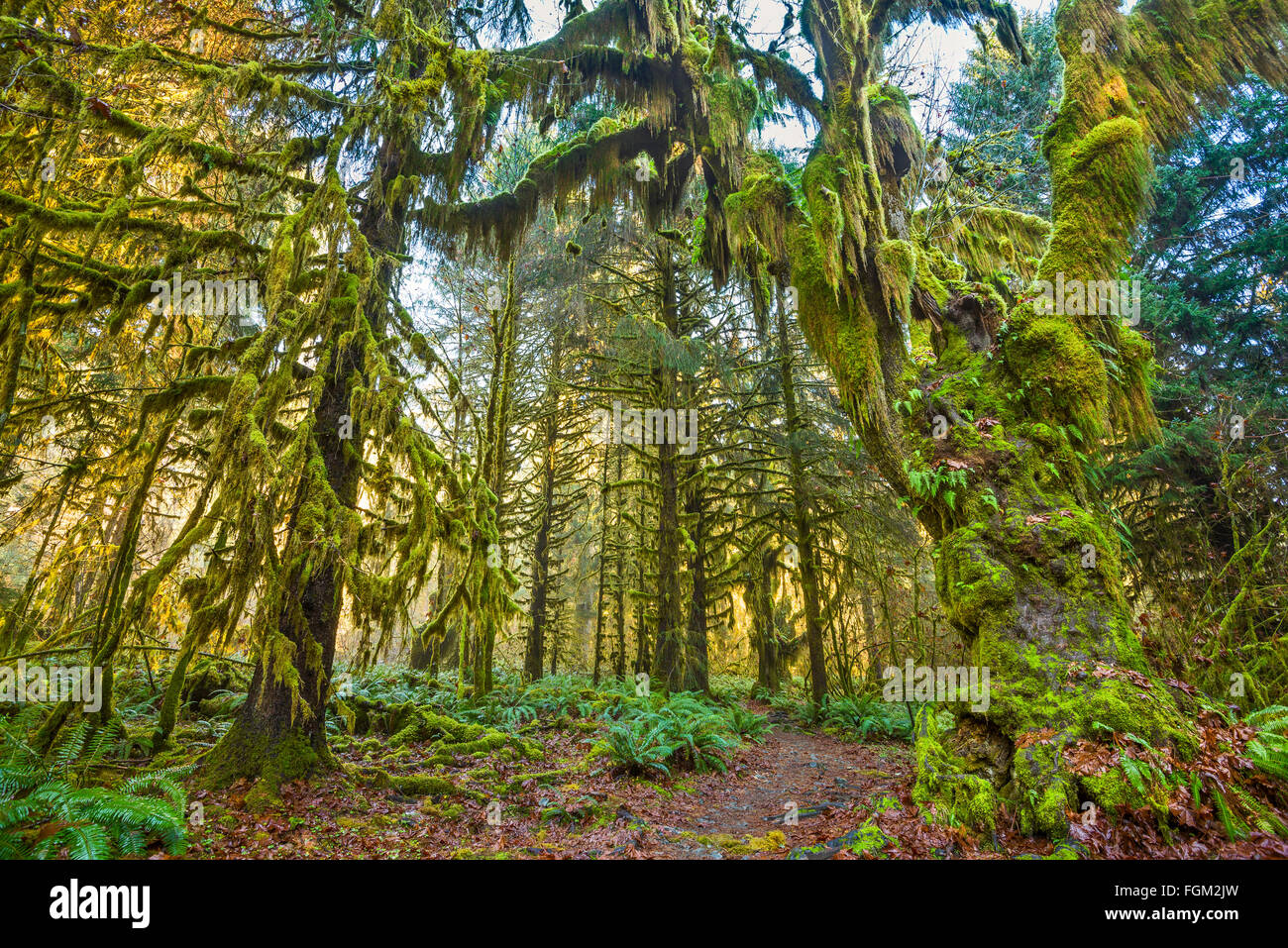 Der Hoh Regenwald Olympic National Park im US-Bundesstaat Washington. Stockfoto