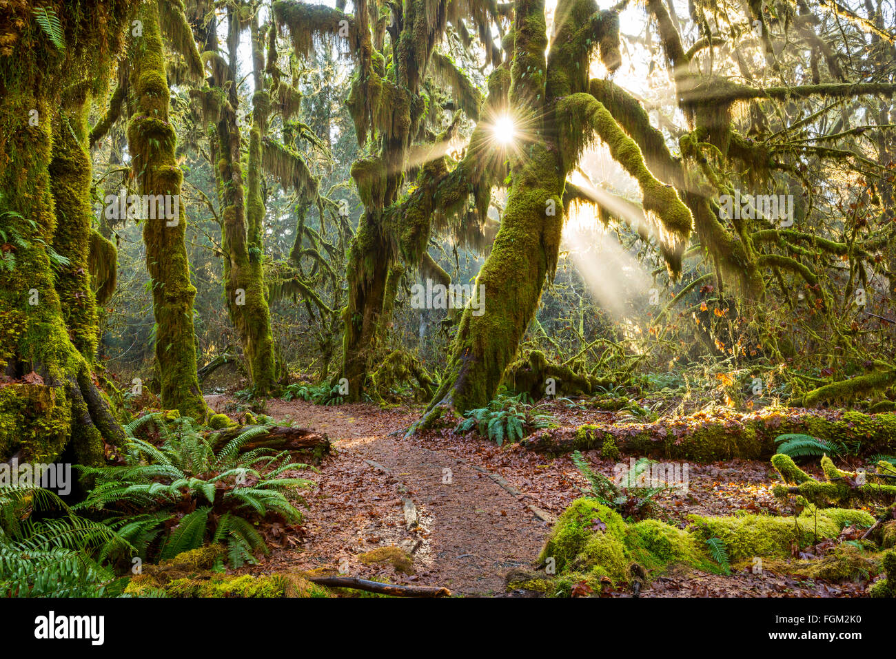 Der Hoh Regenwald Olympic National Park im US-Bundesstaat Washington. Stockfoto