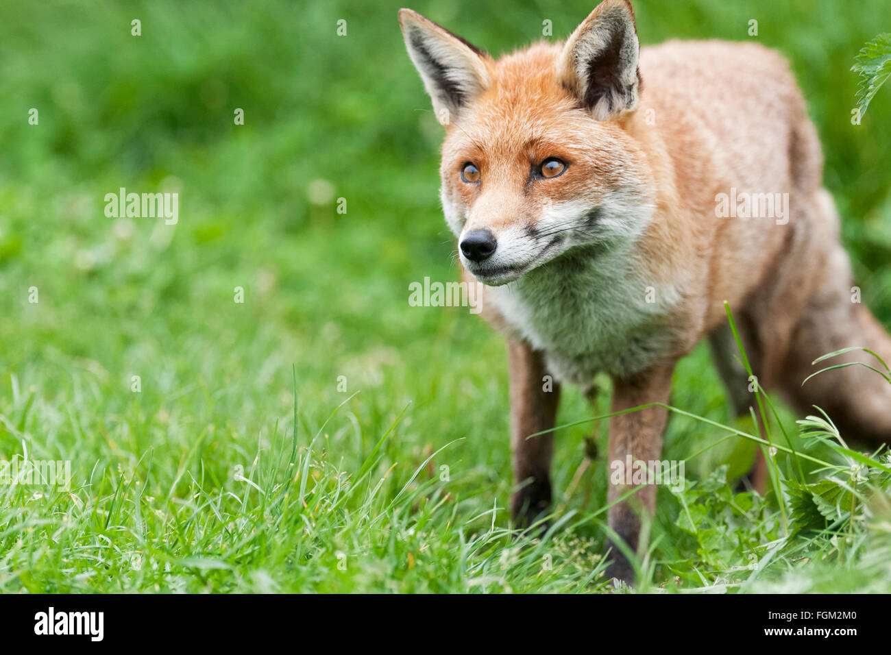 Fox: Geliebt und gehasst im Vereinigten Königreich in gleichem Maße Stockfoto