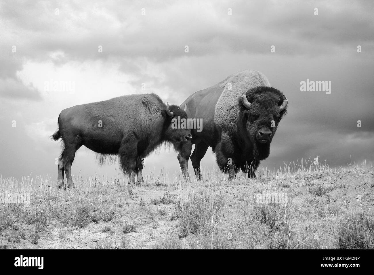 Stier und Kuh amerikanische Bison Buffalo schwarz und weiß im Yellowstone National Park Stockfoto