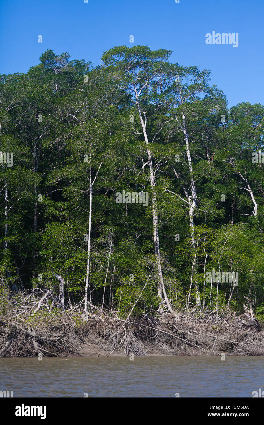 Mangrovenwald in der Nähe der Mündung des Rio Grande, Pazifikküste, Provinz Cocle, Republik Panama. Stockfoto