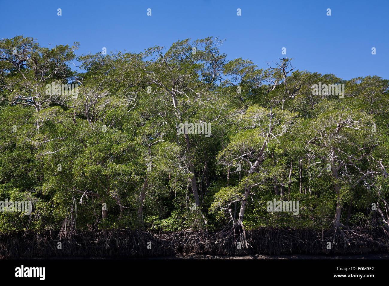Mangrovenwald in der Nähe der Mündung des Rio Grande, Pazifikküste, Provinz Cocle, Republik Panama. Stockfoto