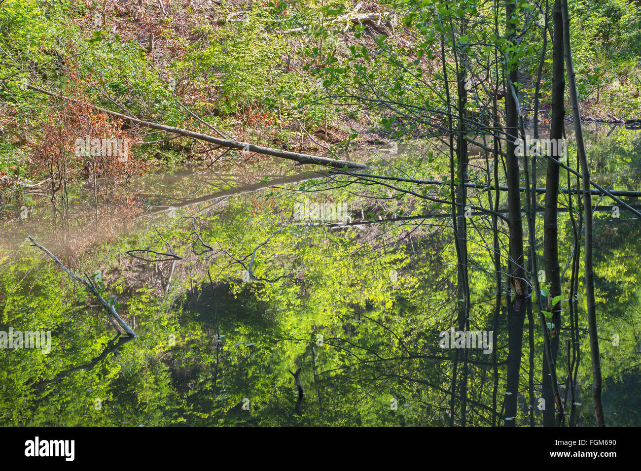 Der Biber Sperrfeuer auf den Bach im Wald der kleinen Karpaten - Slowakei Stockfoto