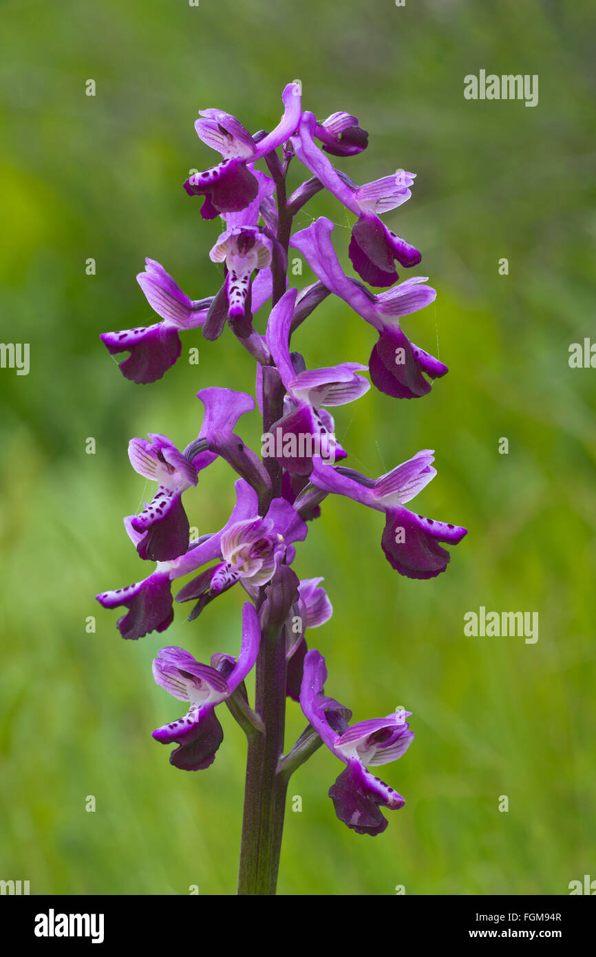 Lange trieb Orchidee (Orchis Longicornu) S'Ena Arrubia, Arborea, Sardinien, Italien Stockfoto