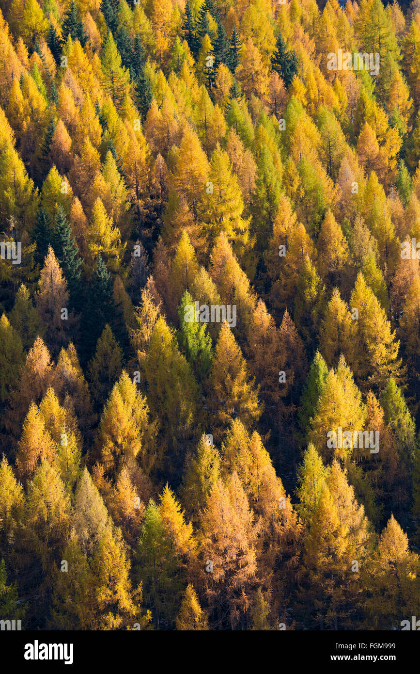 Europäische Lärchen (Larix Decidua), Wald, Herbstfarben, Innerschmirn, Schmirntal, Tirol, Österreich Stockfoto