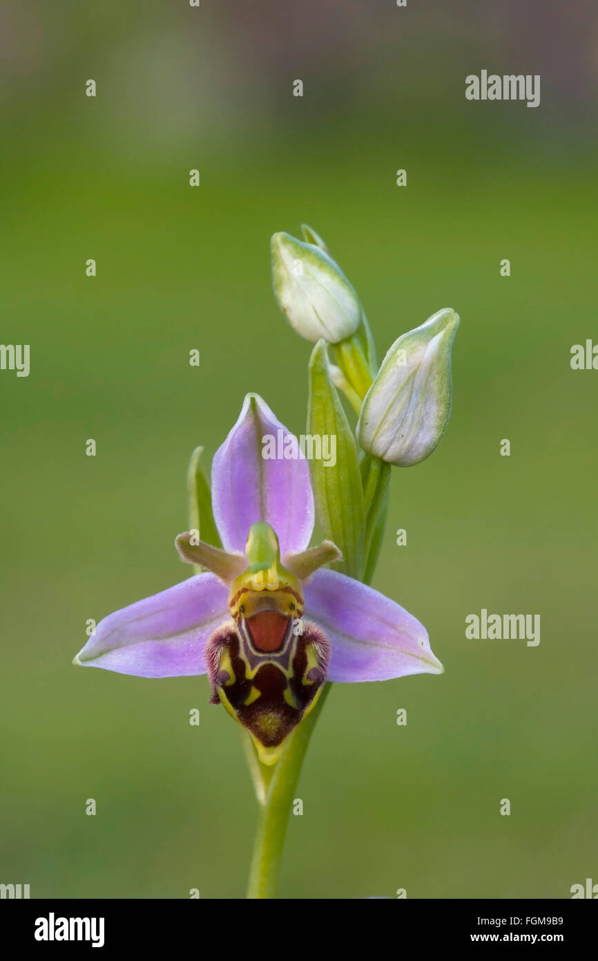 Mimikry Pflanze Stockfotos und -bilder Kaufen - Alamy