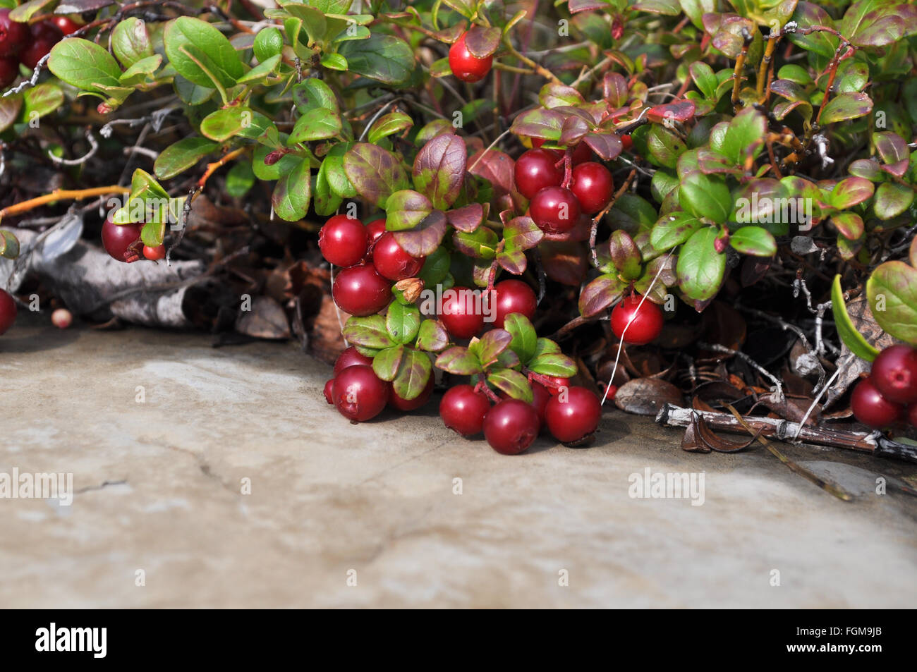Büsche Preiselbeeren. Reife Preiselbeeren auf der Taimyr-Halbinsel, Ost-Sibirien, Russland. Stockfoto