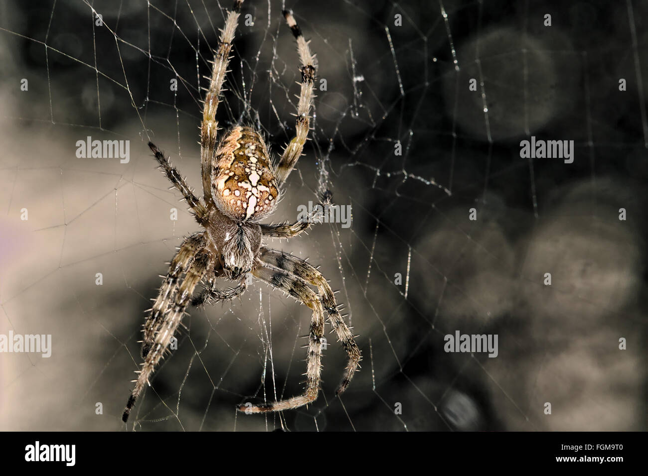 ein Kreuz Spinne Stockfotografie - Alamy