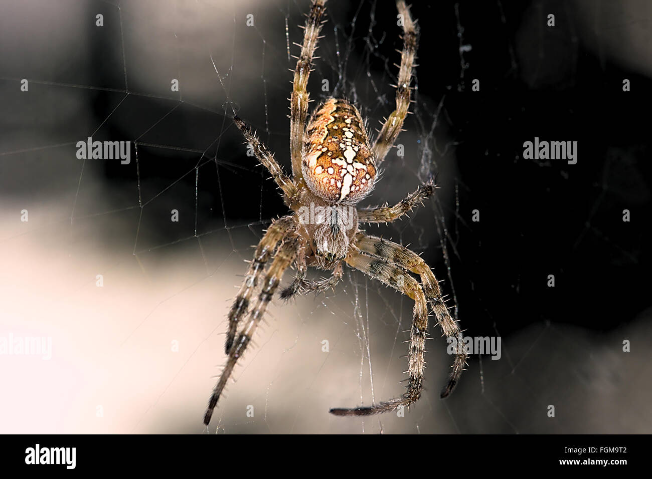 ein Kreuz Spinne Stockfoto