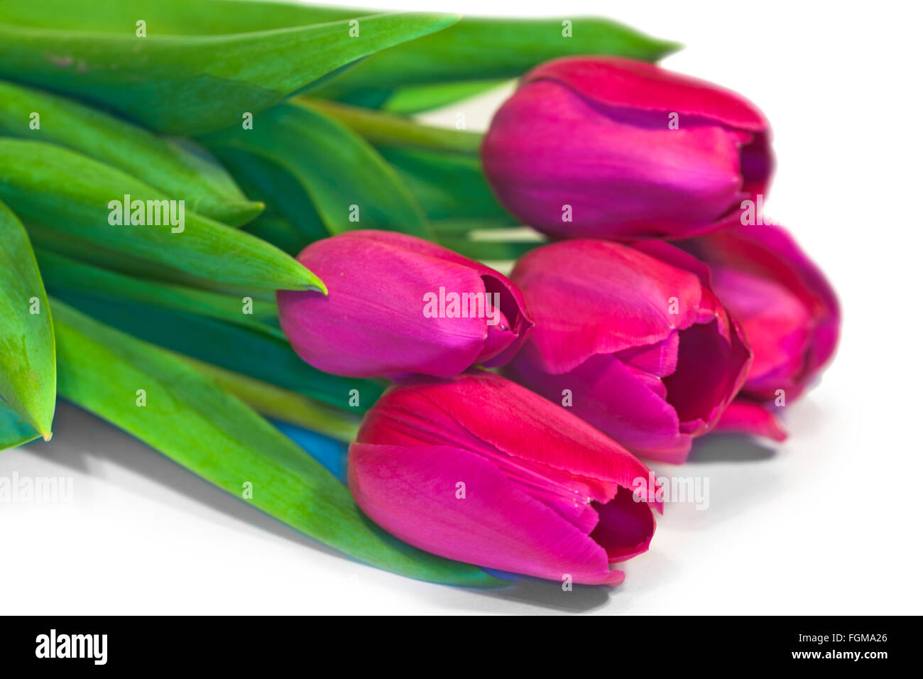 Blume, Tulpe, Farbe, Blütenblatt, weiße, Stamm, Objekt, Bild im Kopf, Pflanze, grün, auf lebendige, rot, hell, Natur, Hintergrund, Stockfoto