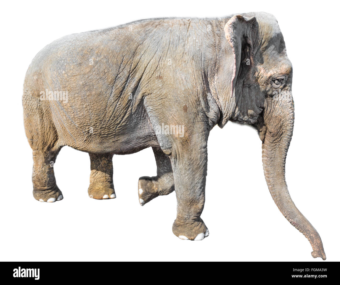 Säugetier Ansicht isoliert weißer Elefant Tier, einem grauen indischer Herkunft Länge Profil voll geschnittene Dickhäuter Tiere Menschen große Stockfoto