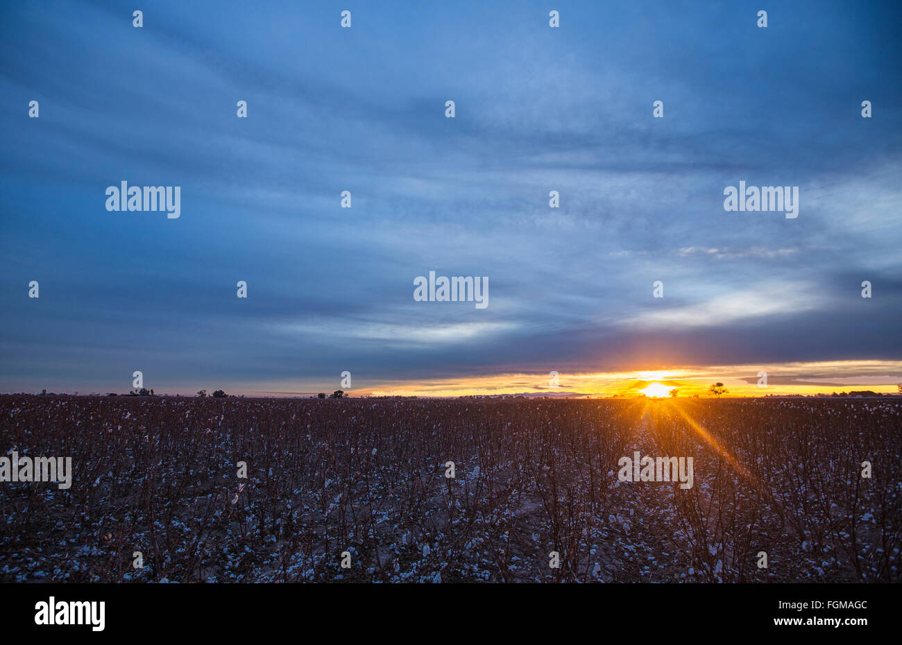 Coole Himmel erstreckt sich der Breite Baumwollfeld. Eine leichte Sonne gibt ein wenig Hoffnung, Warm. Stockfoto