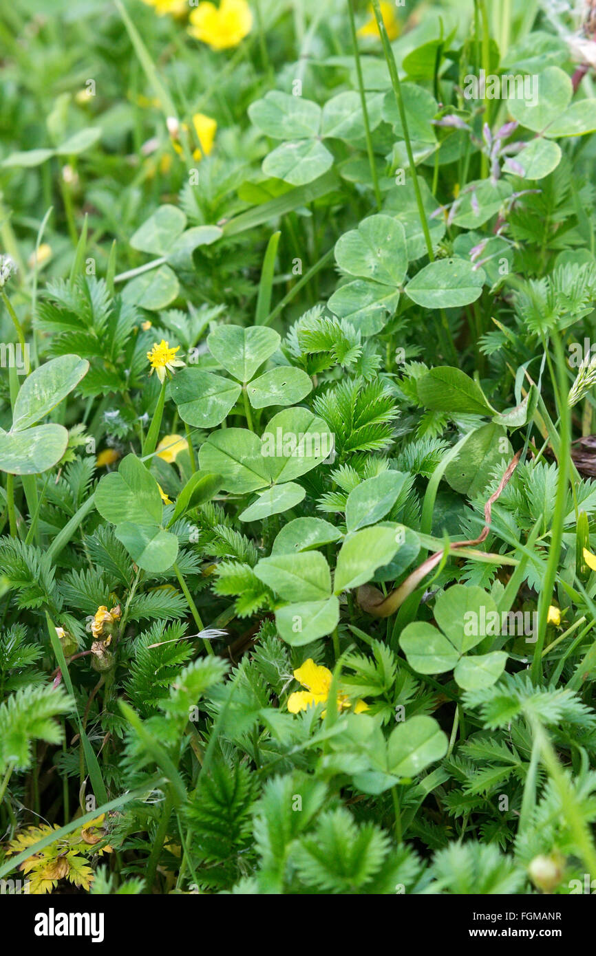 Teppich aus ein Kleeblatt Potentilla heisses Stockfoto