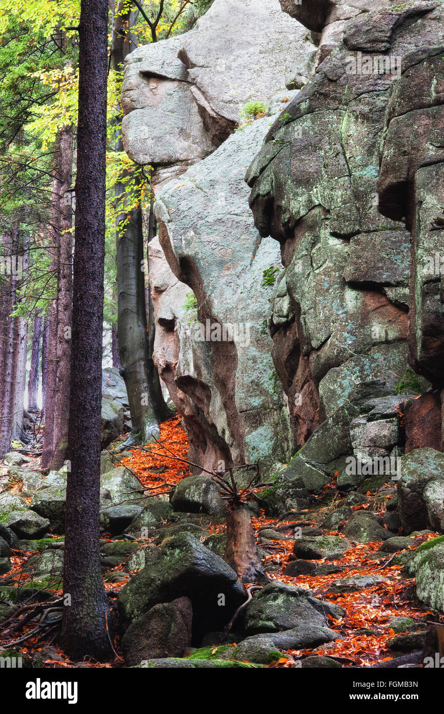 Große, hohe Felsen am Berghang Wald im Herbst, Riesengebirge, Niederschlesien, Polen Stockfoto