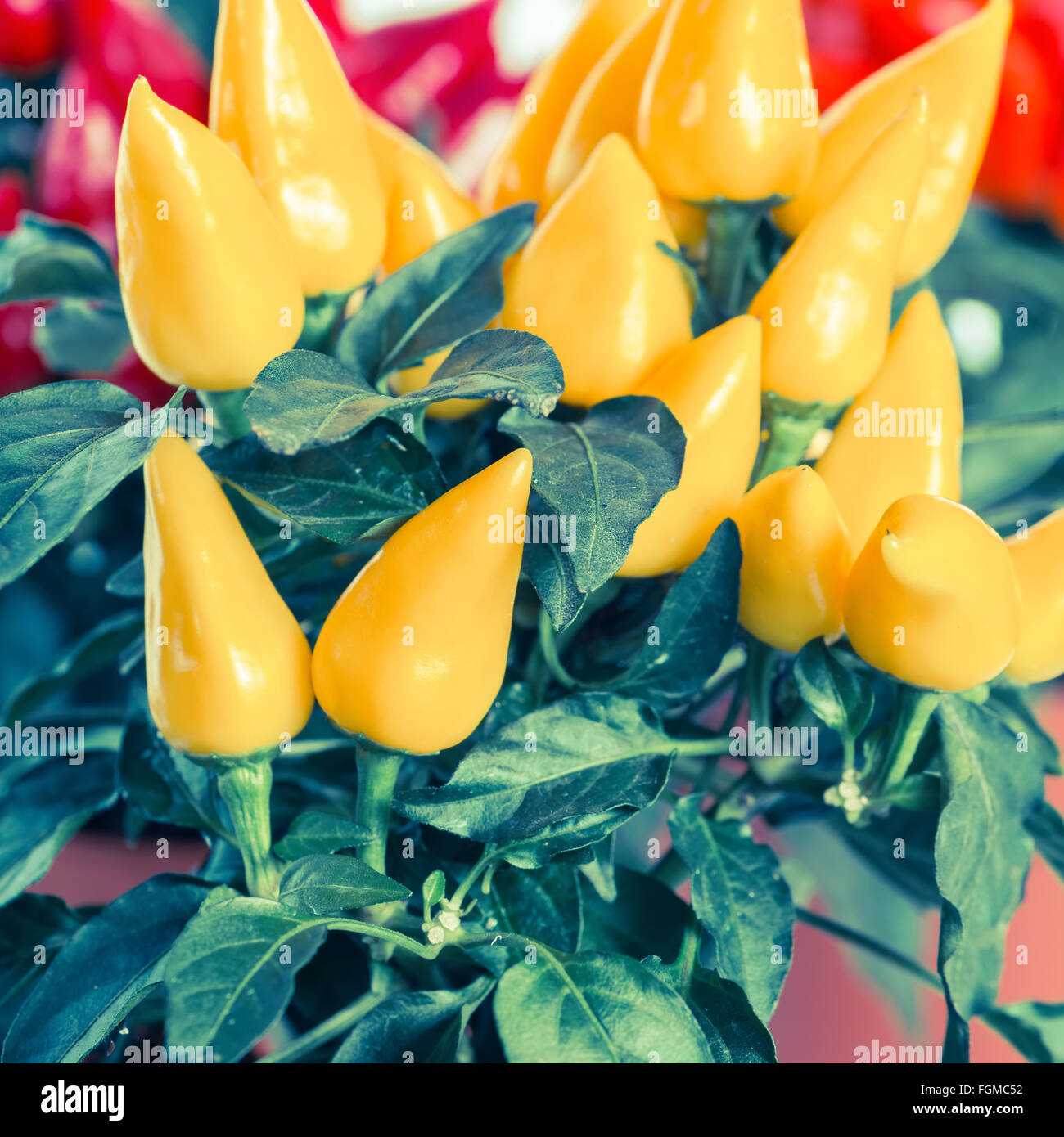 Nahaufnahme von gelb, rot, orange scharfe Chilischoten im Topf Instagram Wirkung Stockfoto