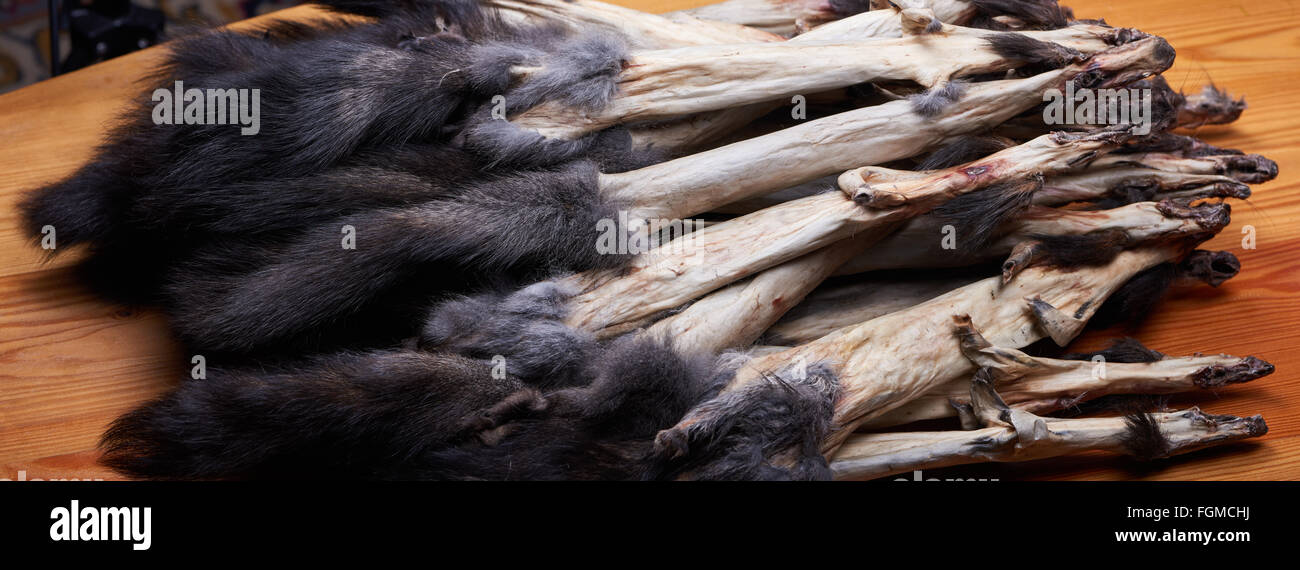 Rohe Fell Felle. Eurasische (Sibirien) Eichhörnchen Stockfoto