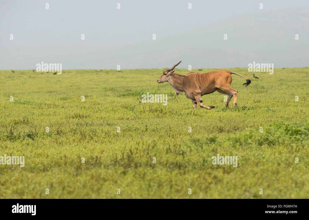 Eland (Tauro Oryx) Trab in der Ngorongoro Crater, Tansania. Stockfoto