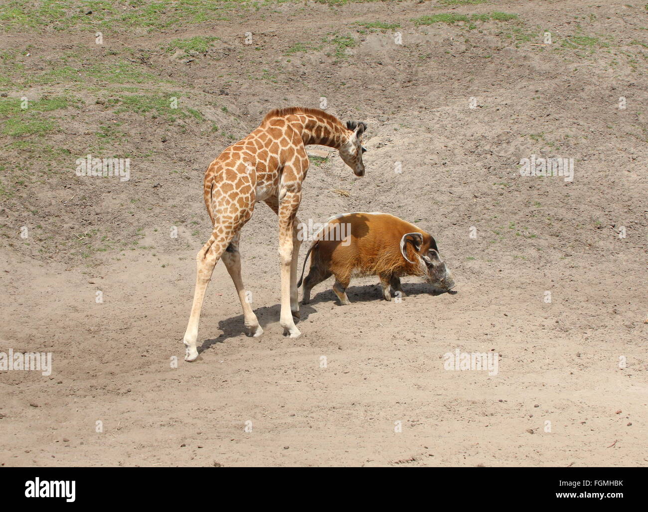 Neugierige junge Rothschild Giraffe (Giraffa Plancius) mit afrikanischen roten Flussschwein oder Buschschwein (Potamochoerus Porcus) Stockfoto