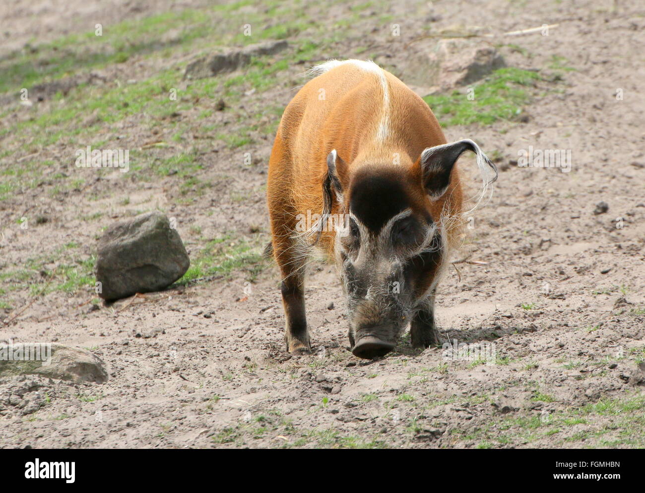 Nahrungssuche männlichen afrikanischen roten Flussschwein oder Buschschwein (Potamochoerus Porcus), gerichtete Kamera Stockfoto