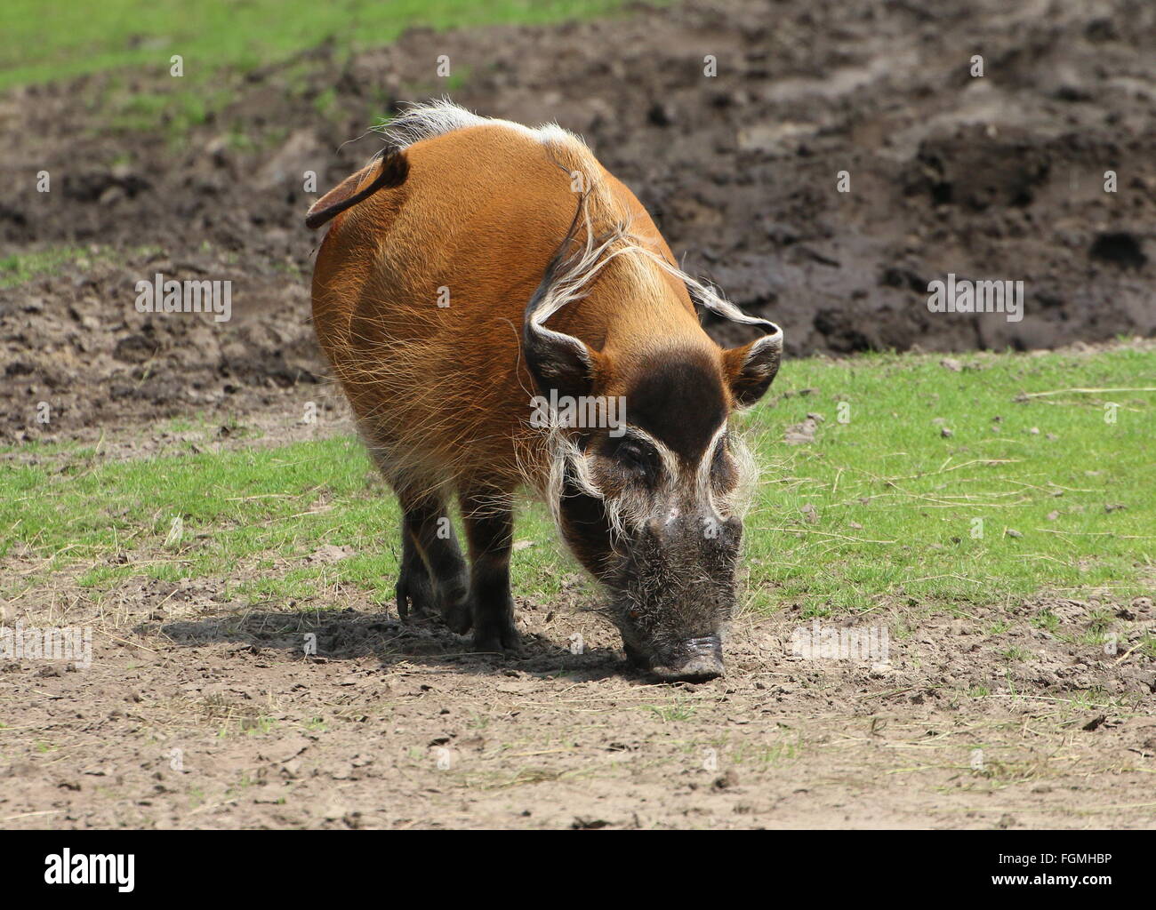 Nahrungssuche männlichen afrikanischen roten Flussschwein oder Buschschwein (Potamochoerus Porcus) Stockfoto