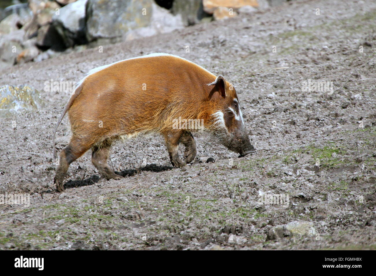 African Red Flussschwein oder Buschschwein (Potamochoerus Porcus) Stockfoto