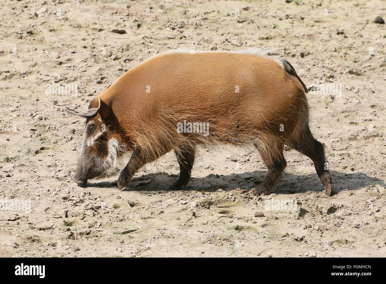 African Red Flussschwein oder Buschschwein (Potamochoerus Porcus) auf Nahrungssuche Stockfoto
