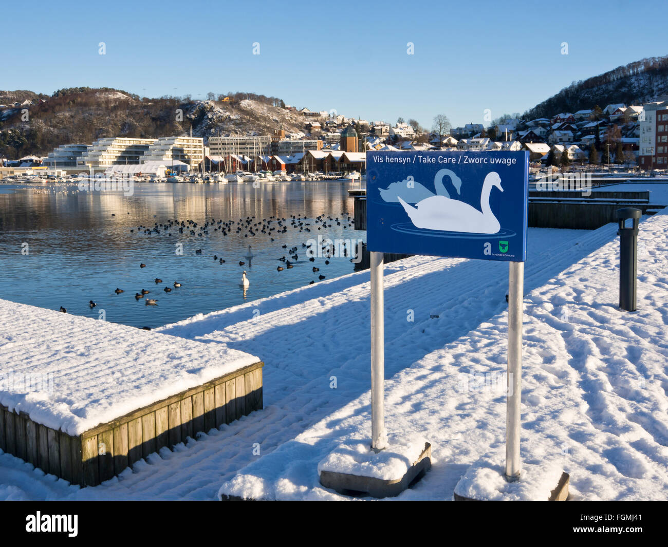 Winter im Hafengebiet von Sandnes-Norwegen am Ende des Gandsfjorden, Uferpromenade und Apartments mit Blick, Schwan, Warnung Stockfoto