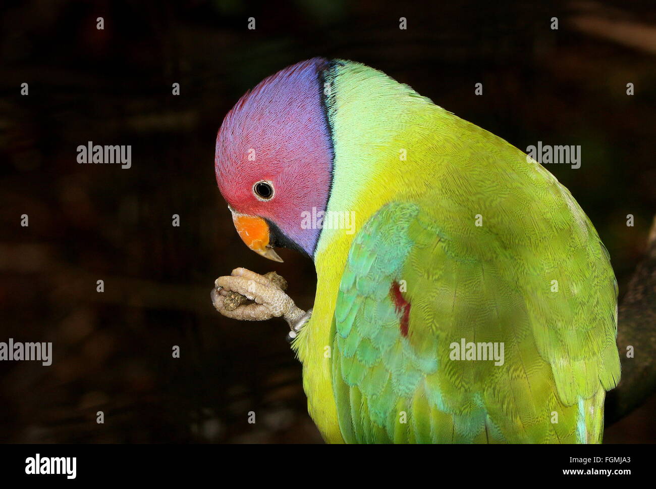 Männer unter der Leitung von indischen Pflaume Sittich (geflohen Cyanocephala), alias Blossom-headed Parakeet Stockfoto