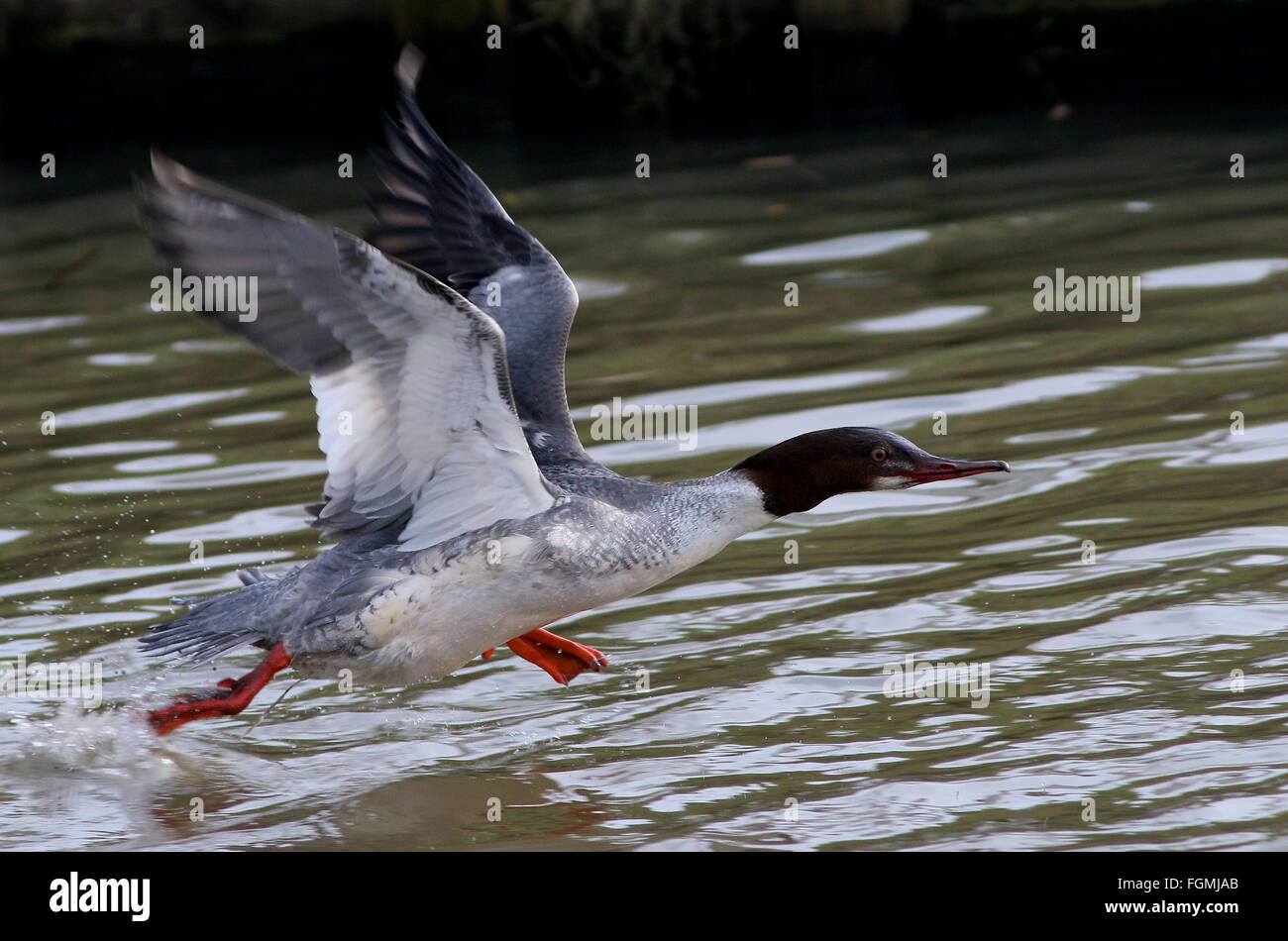 Rasante weibliche gemeinsamen Prototyp (Mergus Prototyp, aka Gänsesäger) Aufbruch in Flug Stockfoto