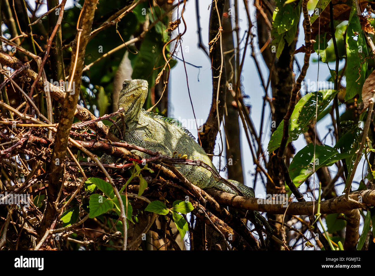 Iguana Iguana (squamate Reptil Jagd In die Baumkronen Santarem, Brasilien Stockfoto