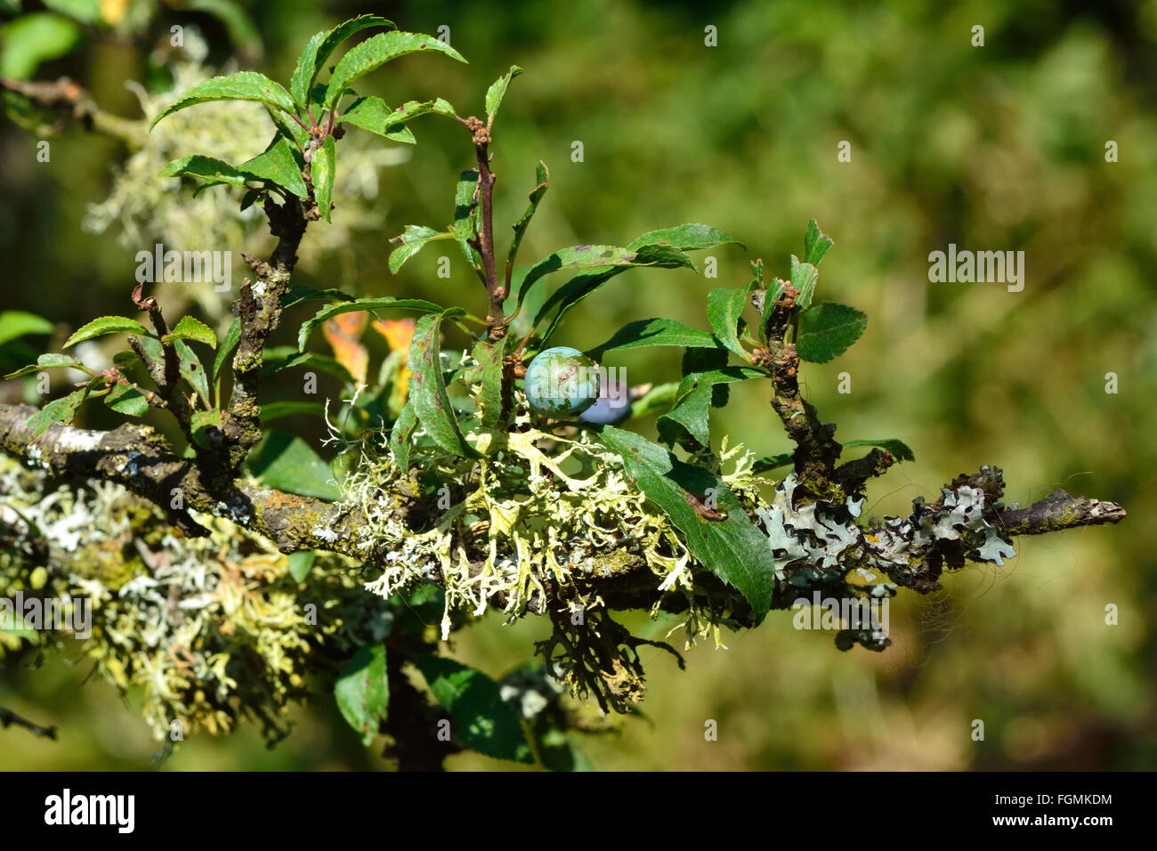 Schlehe (Prunus Spinosa) in Frucht mit Flechten. Dorniger Strauch in der Familie der Rosengewächse (Rosengewächse) mit unreifen Schlehen Stockfoto