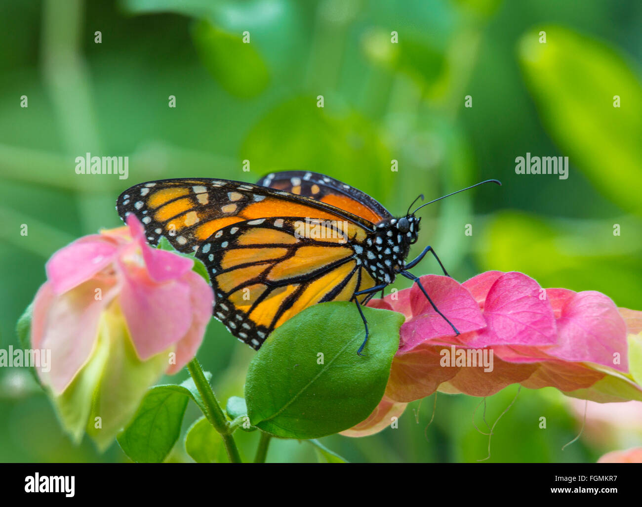 Monarchfalter Danaus Plexippus bei The Butterfly Estates in Fort Myers Florida Stockfoto