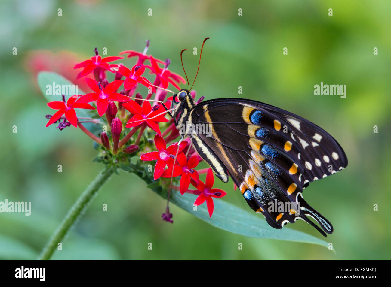 Östlichen schwarzen Schwalbenschwanz Schmetterling Papilio Polyxenes bei The Butterfly Estates in Fort Myers Florida Stockfoto