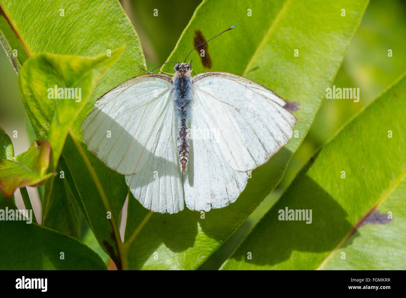 Große südliche weiß Schmetterling Ascia Monuste bei The Butterfly Estates in Fort Myers Florida Stockfoto