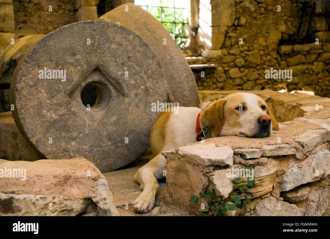 Griechenland, Kreta, Vamos, Hund schlägt in der Ruine der alten Mühle. Stockfoto