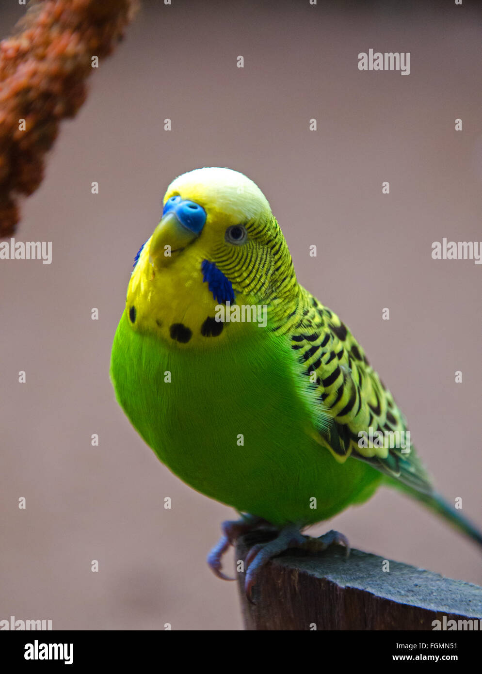 Grüner und gelber vogel -Fotos und -Bildmaterial in hoher Auflösung – Alamy