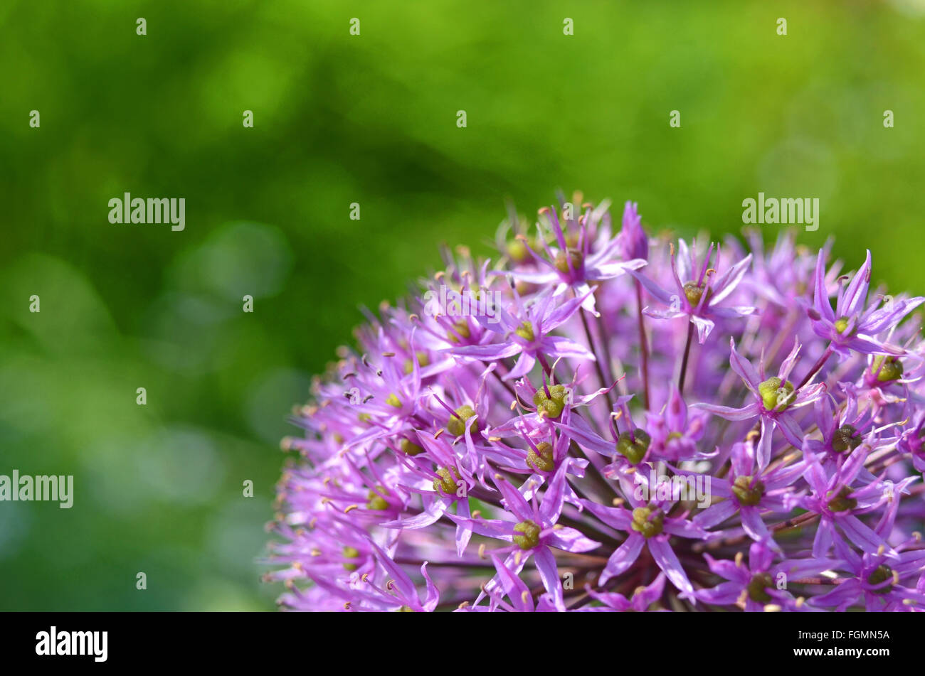 Nahaufnahme einer persischen Zwiebel-Blume Stockfoto