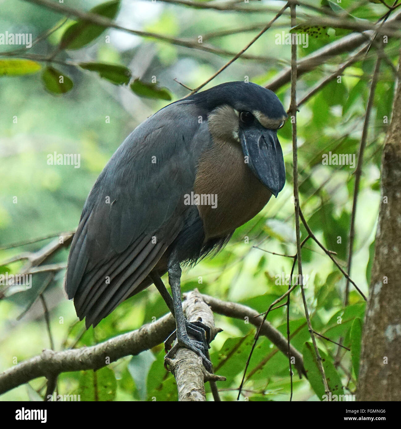 Reiher mit Bootsschnabel (Cochlearius cochlearius), Mitglied der Reiherfamilie. Gattung Cochlearius. In Mangrovensümpfen von Mexiko bis Brasilien und Peru Stockfoto