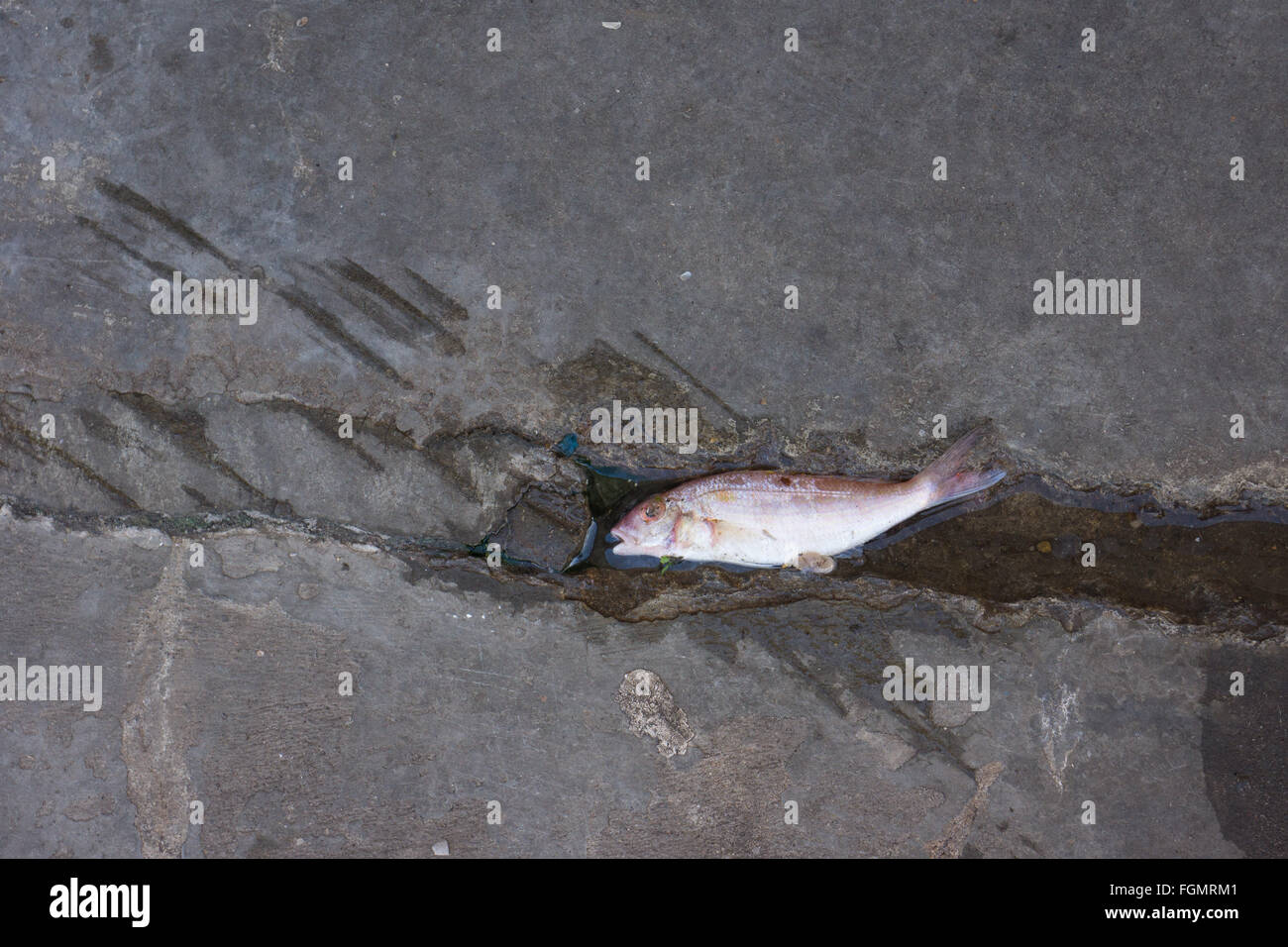Fisch aus dem Wasser Stockfoto