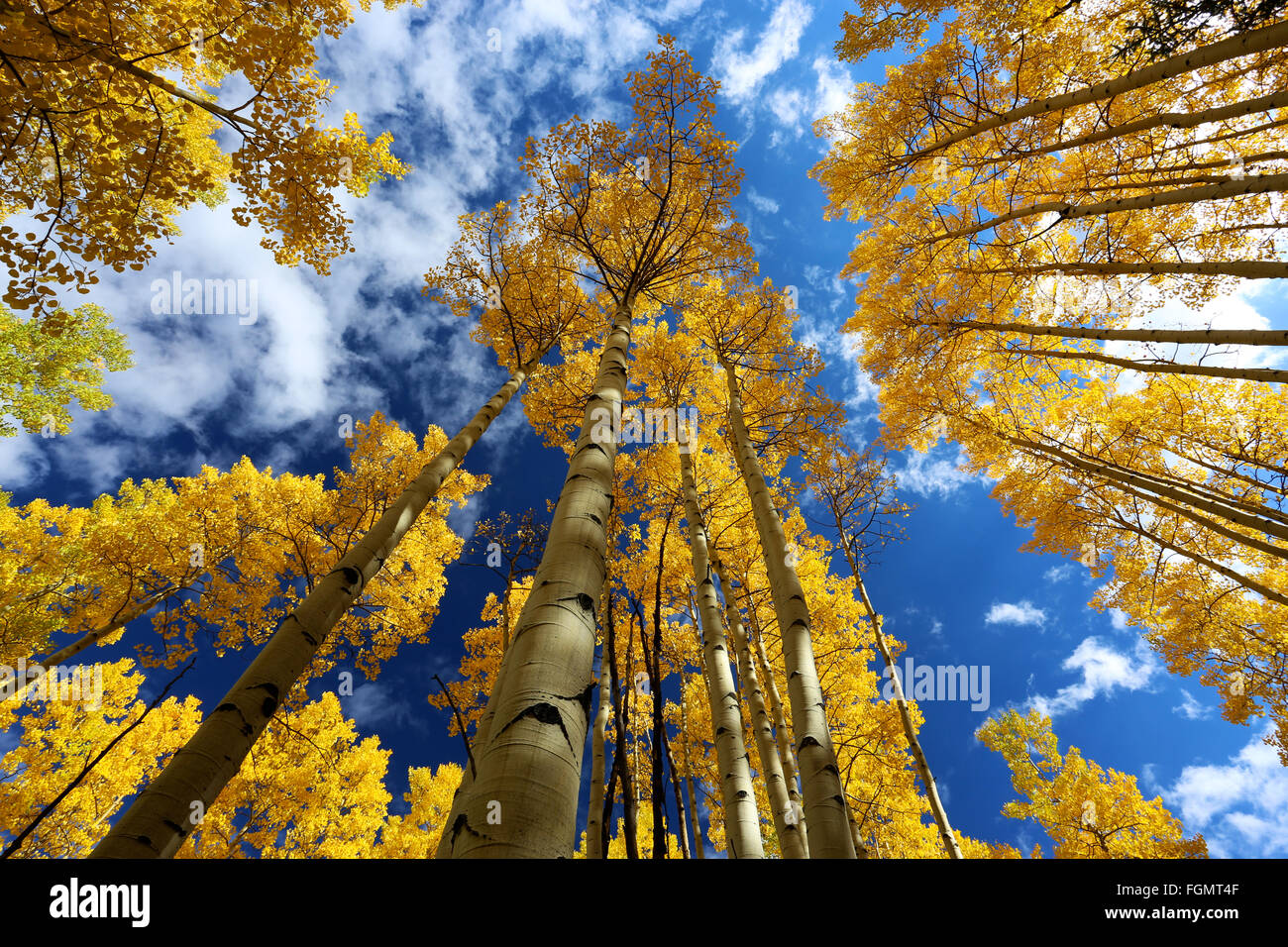 Colorado Gold gelbe Aspen fallen Blätter und Baum-Horizontal Stockfoto