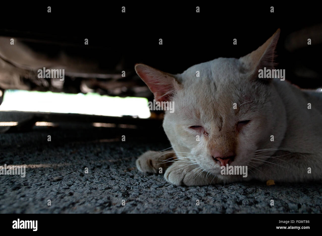 Einsam und traurig verlassene alte schmutzige weiße Katze versteckt unter einem Fahrzeug Schatten abstrahiert wegschauen mit hellblauen Augen. Stockfoto