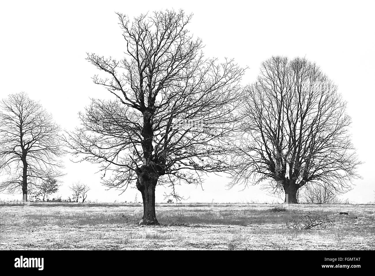 Winterlandschaft mit Bäumen. Stockfoto