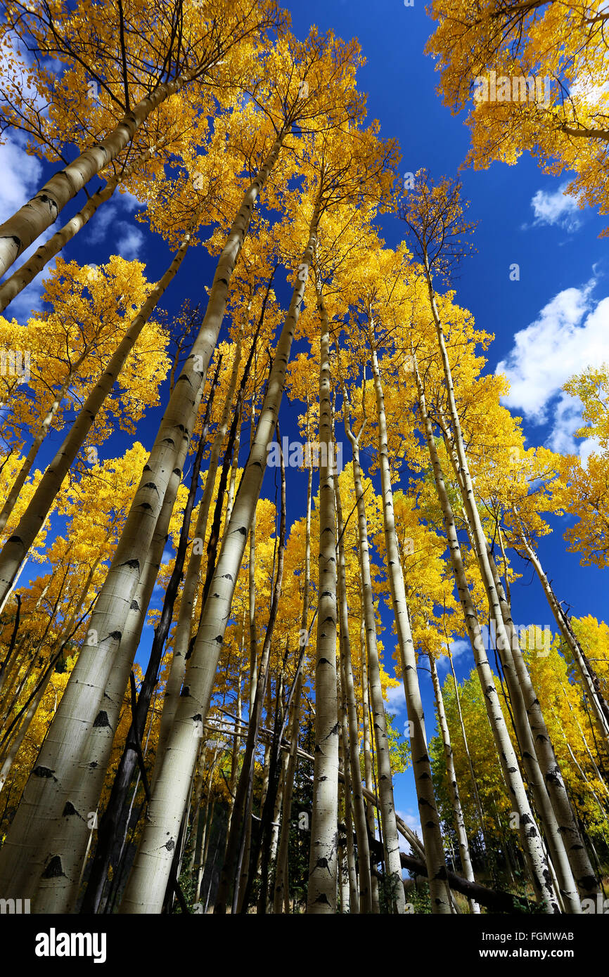 Gelbe Aspen verlässt in Colorado, mit blauem Himmel im Herbst Stockfoto