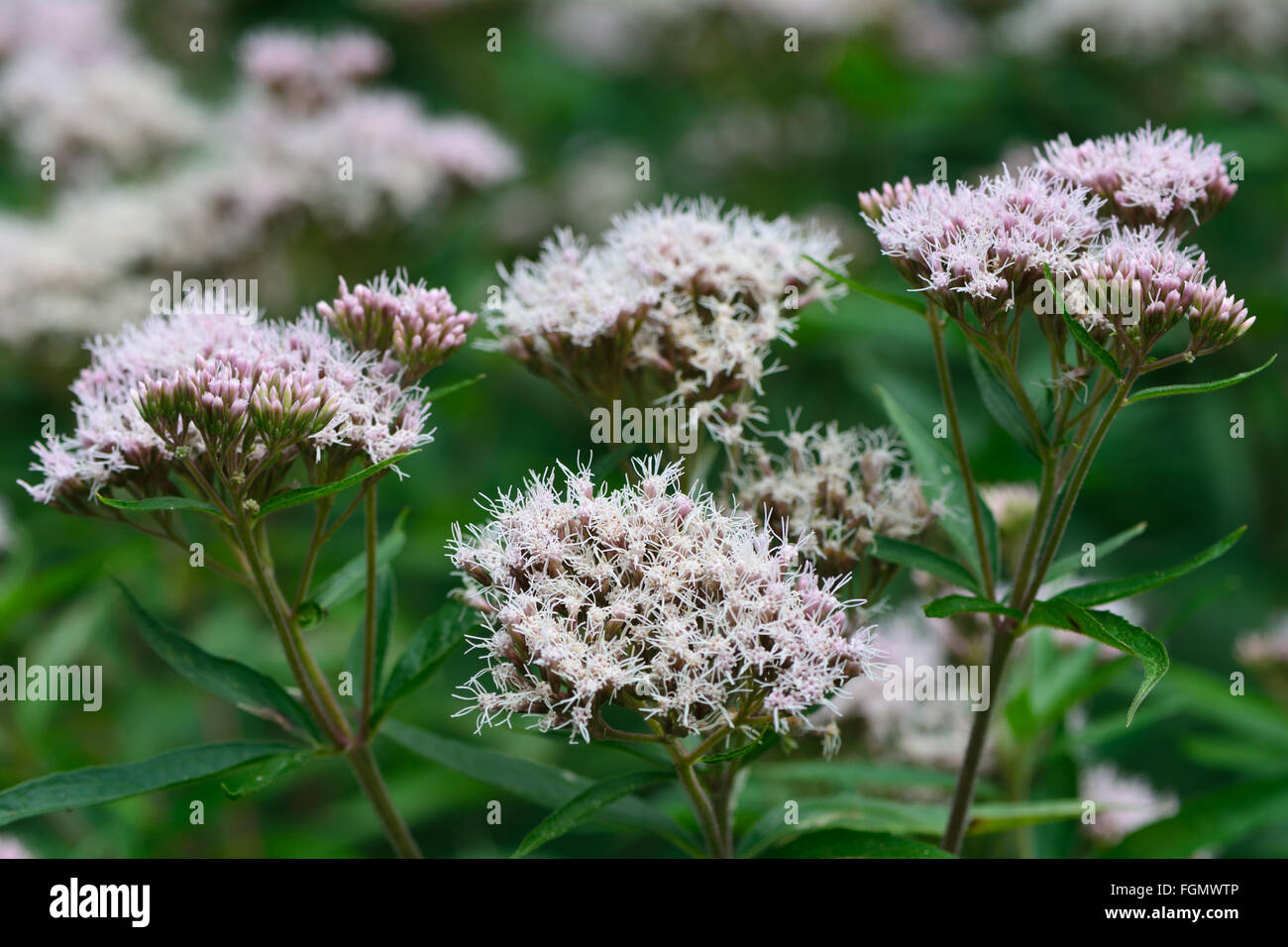 Hanf-Agrimony (Eupatorium Cannabinum). Hohe Pflanze in der Familie der Korbblütler (Asteraceae) mit leicht rosa Blumen Stockfoto