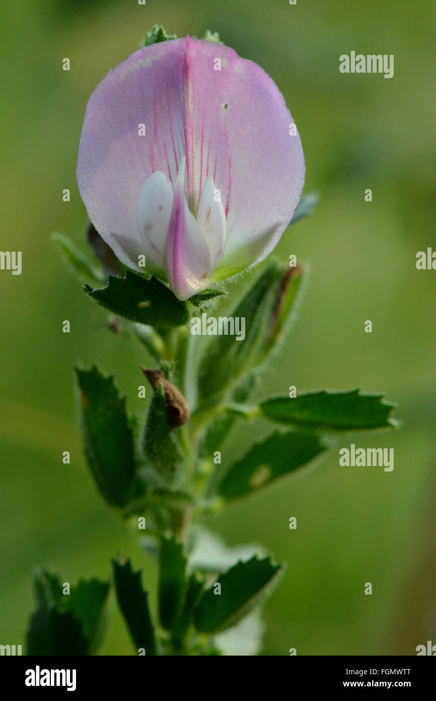 Restharrow (Ononis Repens) in Blüte. Ein attraktives Mitglied der Erbse Familie (Fabaceae), mit zarten rosa Blüten Stockfoto