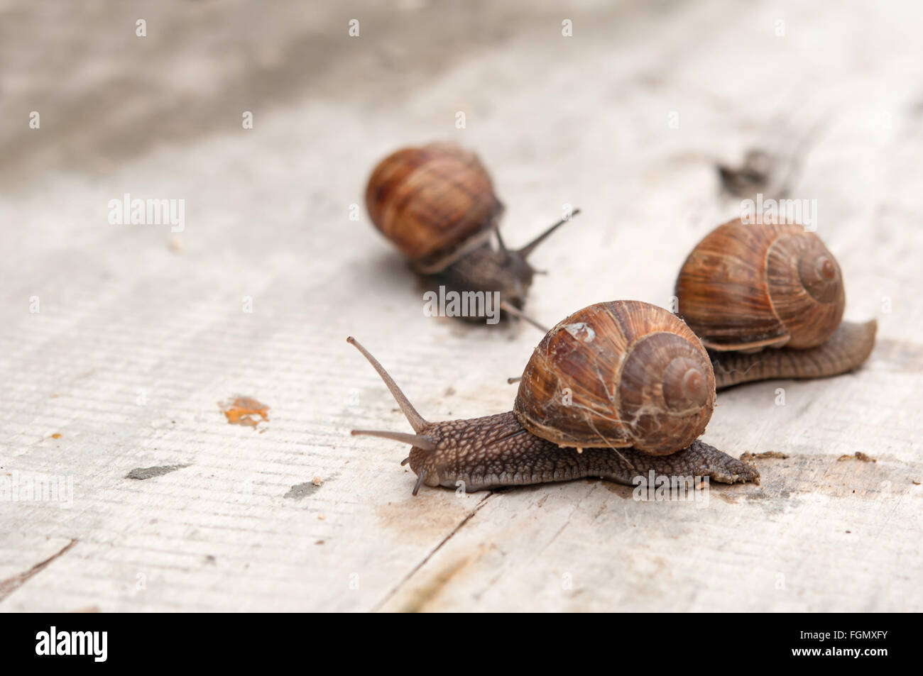 Helix Pomatia, gemeinsamen Namen, Burgunder Schnecken, römische Schnecke, essbare Schnecken oder Schnecken Stockfoto