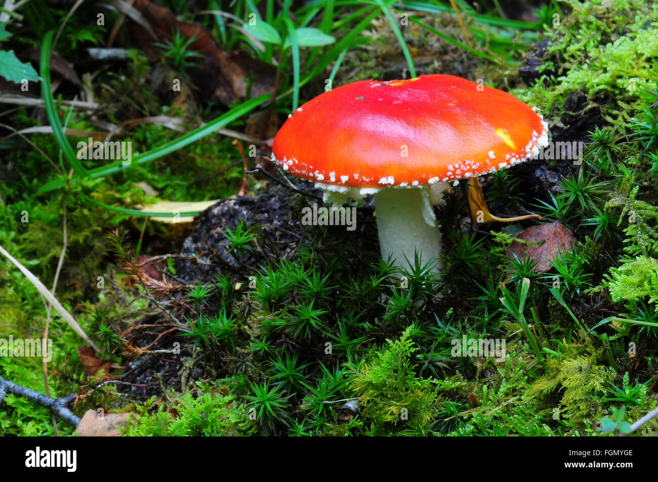 Fliegenpilz Pilz UK Stockfoto