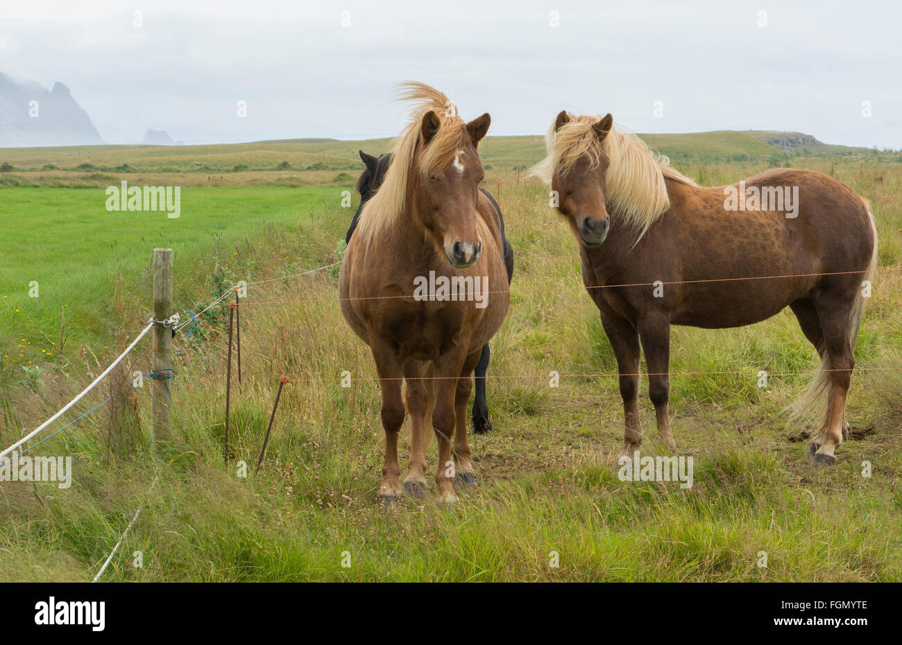 Island Djupivogur Isländische Pferde auf Hof Closeup in Ost-Island Stockfoto