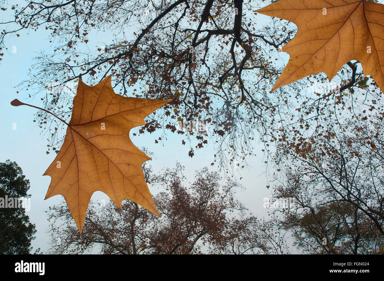 Herbst, Herbst Blätter Bäume Sevilla Andalusien Spanien Europa Stockfoto