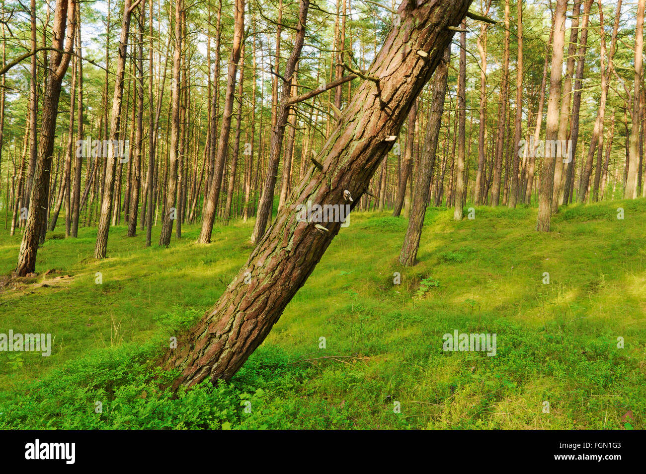 Kiefernwald wächst auf Dünen nahe Ostsee-Küste mit einem schiefen Baum im Vordergrund. Pommern, Nordpolen. Stockfoto